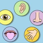 Five Senses